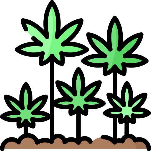 Hemp plant growing animation
