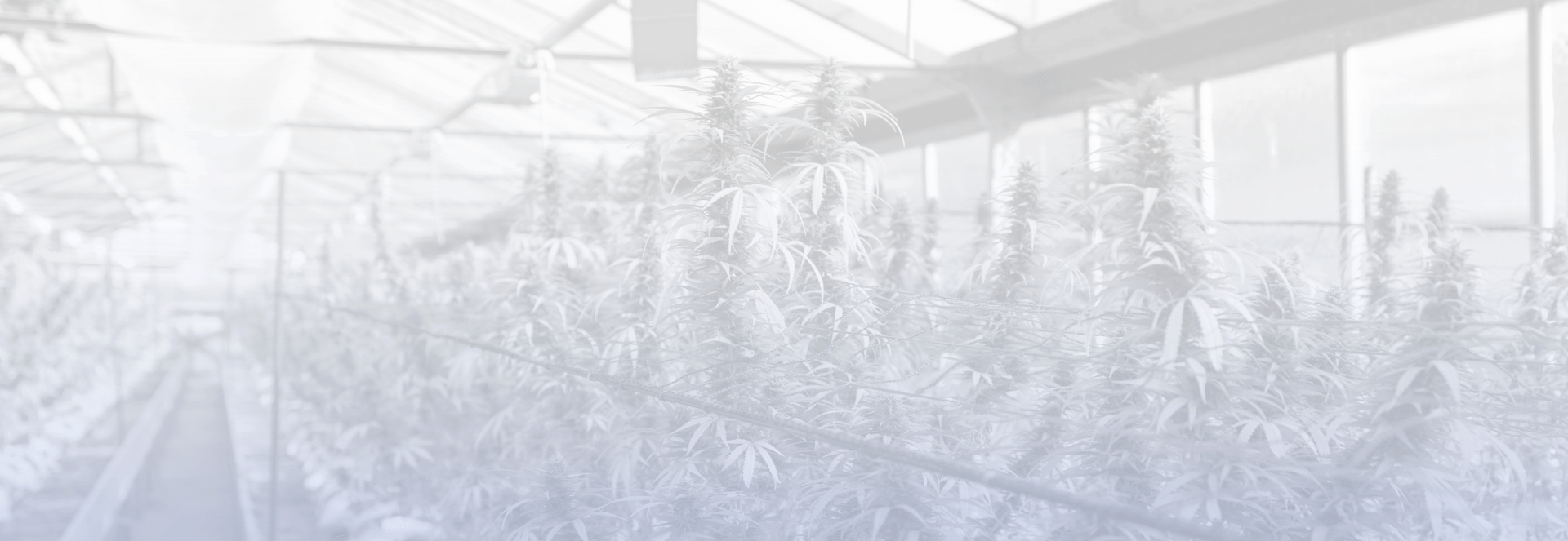 Background image of hemp being grown in a green house