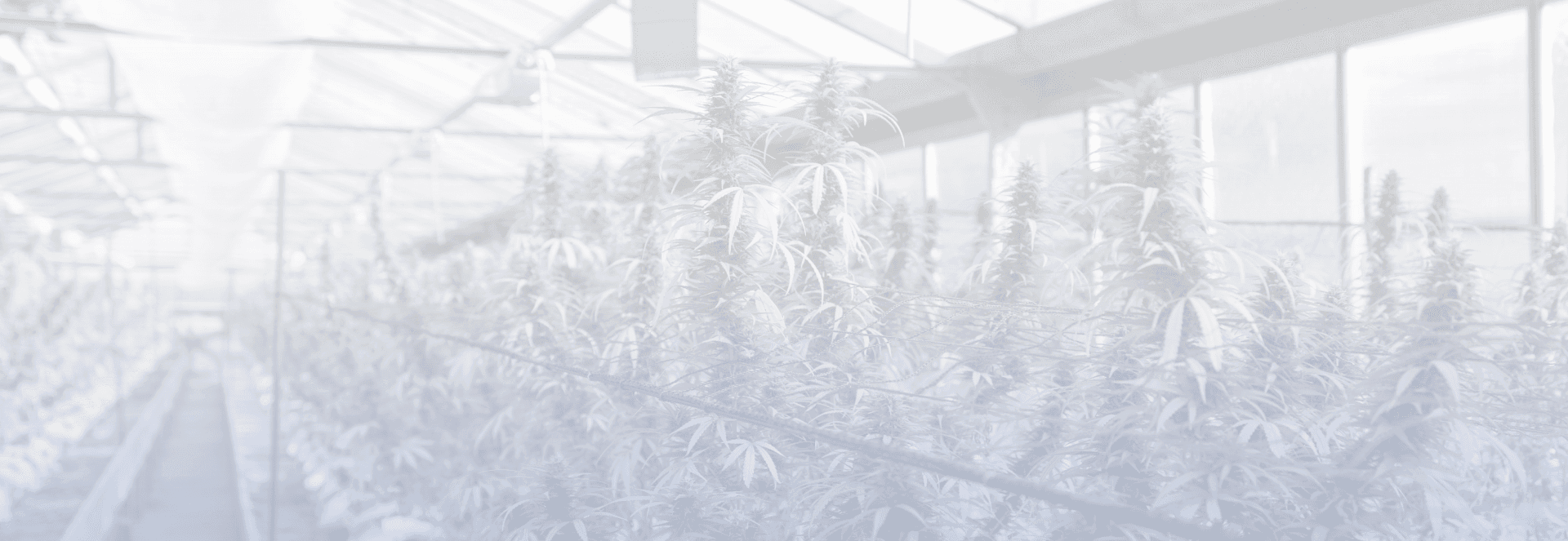 Background image of hemp being grown in a green house