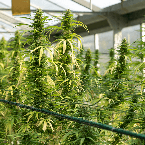 Background image of hemp being grown in a green house